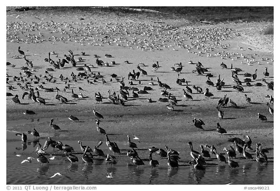 Pelicans and seagulls, Carmel River State Beach. Carmel-by-the-Sea, California, USA (black and white)