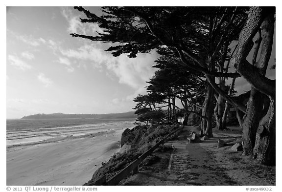 Walkway and cypress on edge of Carmel Beach. Carmel-by-the-Sea, California, USA (black and white)