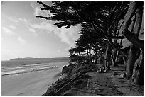 Walkway and cypress on edge of Carmel Beach. Carmel-by-the-Sea, California, USA ( black and white)