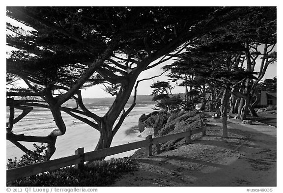 Path and Monterey Cypress bordering beach. Carmel-by-the-Sea, California, USA (black and white)