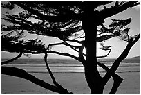 Cypress and ocean, late afternoon. Carmel-by-the-Sea, California, USA ( black and white)
