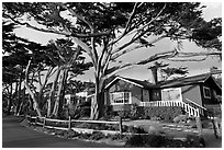 Residential homes and cypress trees. Carmel-by-the-Sea, California, USA ( black and white)