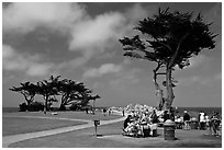 Lovers Point Park. Pacific Grove, California, USA ( black and white)