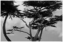 Monterey Cypress and sky, Lovers Point. Pacific Grove, California, USA (black and white)