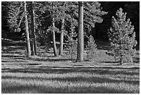Pines and Indian Basin Meadow. Giant Sequoia National Monument, Sequoia National Forest, California, USA ( black and white)