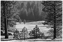 Indian Basin Meadow framed by pines. Giant Sequoia National Monument, Sequoia National Forest, California, USA ( black and white)