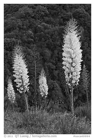 Yucca in bloom near Yucca Point. Giant Sequoia National Monument, Sequoia National Forest, California, USA (black and white)