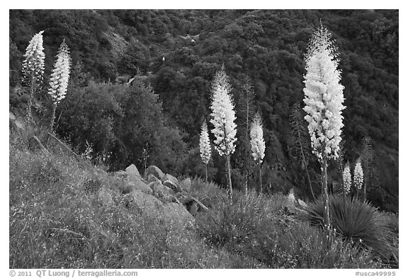 Blooming Yucca near Yucca Point. Giant Sequoia National Monument, Sequoia National Forest, California, USA (black and white)