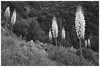 Blooming Yucca near Yucca Point. Giant Sequoia National Monument, Sequoia National Forest, California, USA ( black and white)