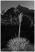 Yucca and Kings Canyon walls at night. Giant Sequoia National Monument, Sequoia National Forest, California, USA ( black and white)