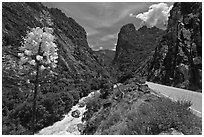 Yucca, river, and road in Kings Canyon. Giant Sequoia National Monument, Sequoia National Forest, California, USA ( black and white)