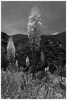 Yucca in bloom in Kings Canyon. Giant Sequoia National Monument, Sequoia National Forest, California, USA ( black and white)