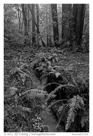 Tiny stream and ferns. Muir Woods National Monument, California, USA (black and white)