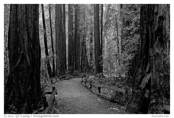 Trail through Cathedral Grove. Muir Woods National Monument, California, USA (black and white)
