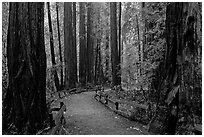 Trail through Cathedral Grove. Muir Woods National Monument, California, USA (black and white)