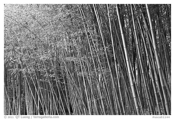 Bamboo forest. Saragota,  California, USA (black and white)