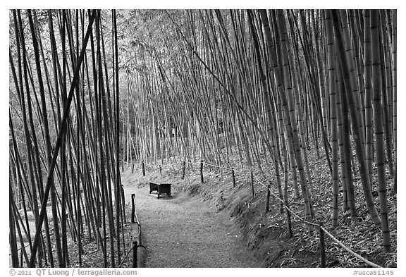 Path in bamboo forest. Saragota,  California, USA (black and white)