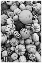 Squash, pumpkins, and gourds. Half Moon Bay, California, USA ( black and white)