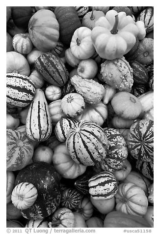 Mix of squash and gourds. Half Moon Bay, California, USA (black and white)
