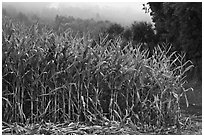 Corn crops. Half Moon Bay, California, USA ( black and white)