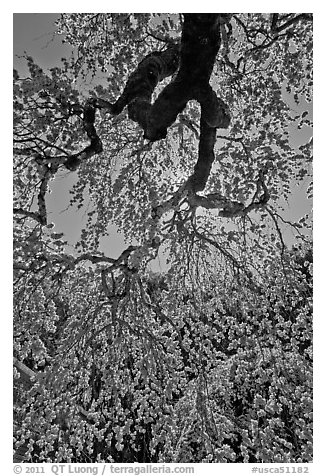 Newly leafed branches, Filoli estate. Woodside,  California, USA (black and white)