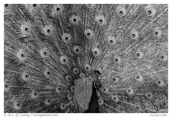 Peacock with tail fanned, Ardenwood farm, Fremont. California, USA (black and white)