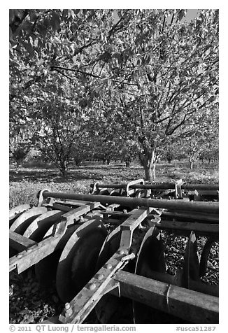 Plower and orchard, Sunnyvale. California, USA (black and white)