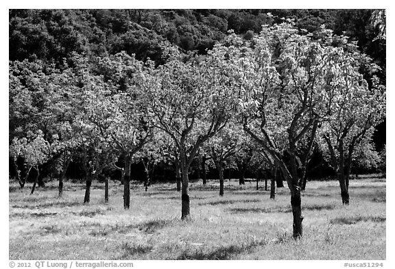 Orchard in spring, John Muir National Historic Site. Martinez, California, USA (black and white)