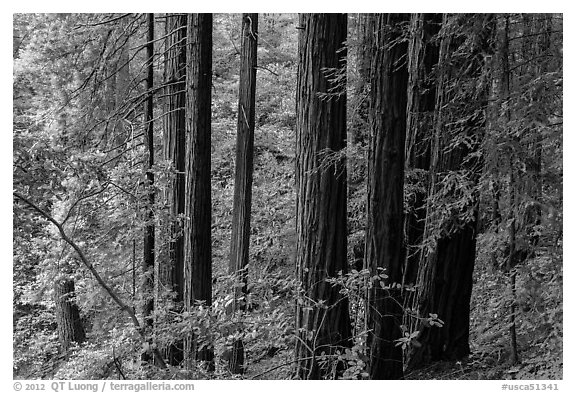 Grove of redwood trees. Muir Woods National Monument, California, USA (black and white)