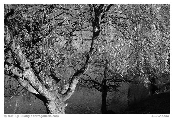 Pond and willows in autumn, Ed Levin County Park. California, USA (black and white)