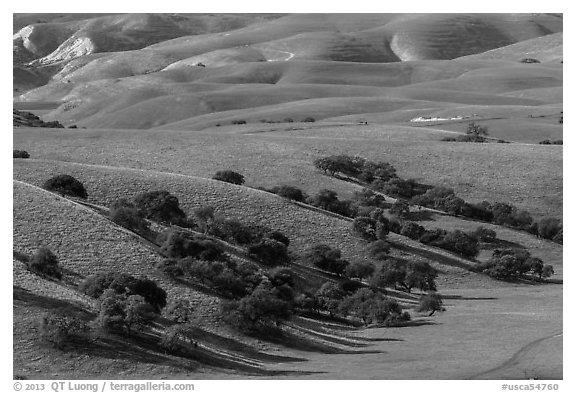 Gentle hills and trees near King City. California, USA (black and white)