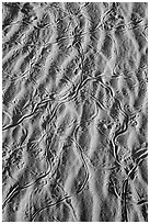 Close-up of sand ripples with animal tracks. Mojave National Preserve, California, USA (black and white)