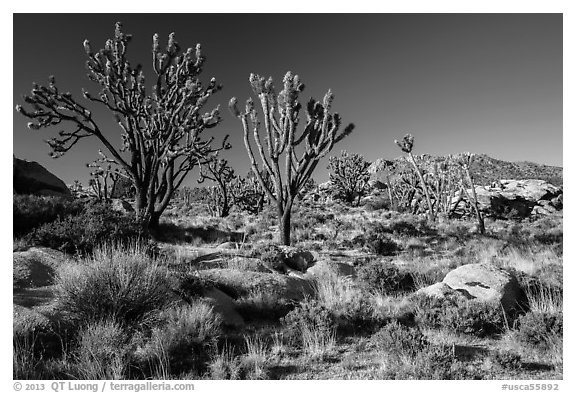 Joshua trees and Teutonia Peak. Mojave National Preserve, California, USA (black and white)
