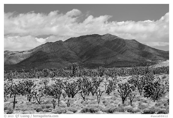 Joshua tree forest and Ivanpah Mountains. Mojave National Preserve, California, USA (black and white)