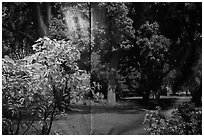 Plants and forest backdrop, Paramount lot. Hollywood, Los Angeles, California, USA ( black and white)