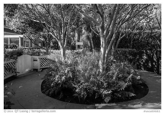Trees in the center of pedestrian roundabout. Venice, Los Angeles, California, USA (black and white)