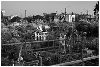 Community gardens. Santa Monica, Los Angeles, California, USA ( black and white)