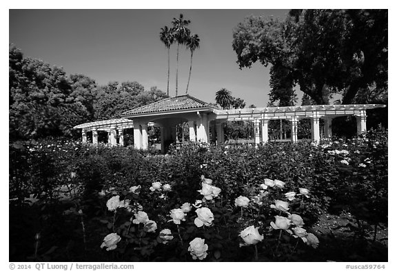 Rose Garden. Pasadena, Los Angeles, California, USA (black and white)