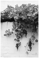 Grapes and white wall, El Presidio. Santa Barbara, California, USA ( black and white)