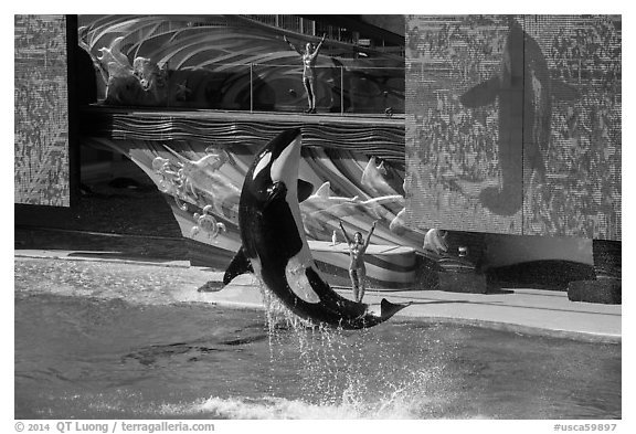 Killer Whale jumping. SeaWorld San Diego, California, USA (black and white)