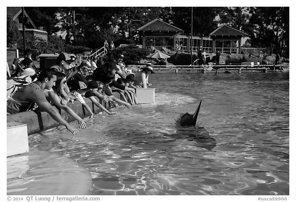 People reaching for dolphin, Dolphin Point. SeaWorld San Diego, California, USA (black and white)
