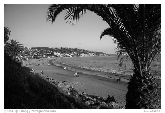 Beach framed by palm tree. Laguna Beach, Orange County, California, USA (black and white)