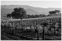 Vineyards, Santa Barbara Wine country. California, USA ( black and white)