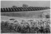 Rolling hills and Vineyards, Santa Barbara Wine country. California, USA ( black and white)
