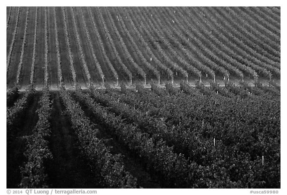 Rows of wine grapes, Santa Barbara Wine country. California, USA (black and white)
