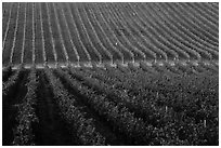 Rows of wine grapes, Santa Barbara Wine country. California, USA ( black and white)