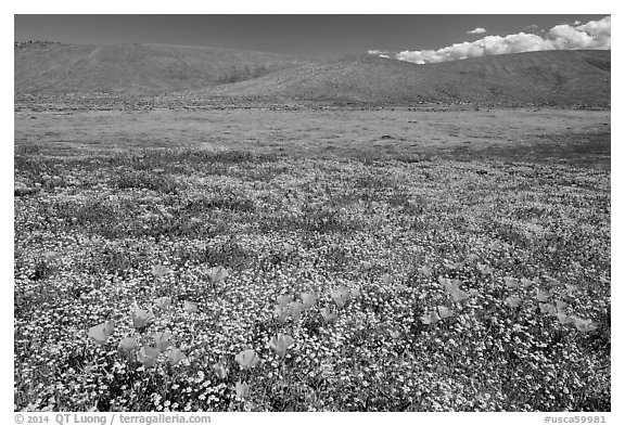 California poppies and goldfieds. Antelope Valley, California, USA (black and white)