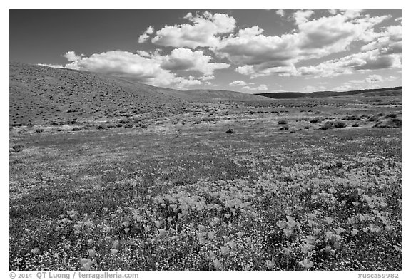 Carpet of California poppies and goldfieds. Antelope Valley, California, USA (black and white)