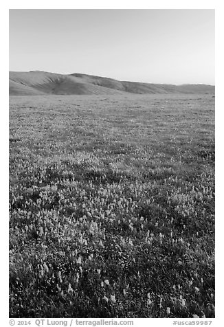 Field of closed poppies at sunset. Antelope Valley, California, USA (black and white)