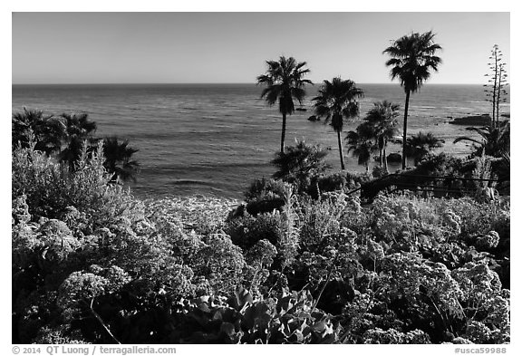 Flowers, palm trees, and ocean. Laguna Beach, Orange County, California, USA (black and white)
